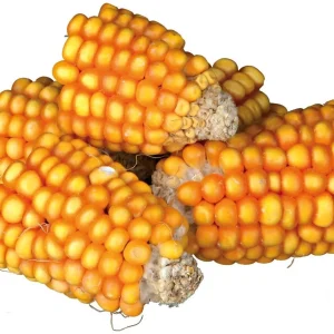 Pieces Maize Cobs