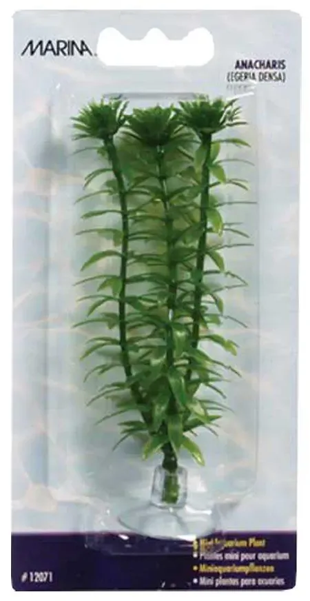 Plastväxt Anacharis Mini 10cm Med Sugkopp