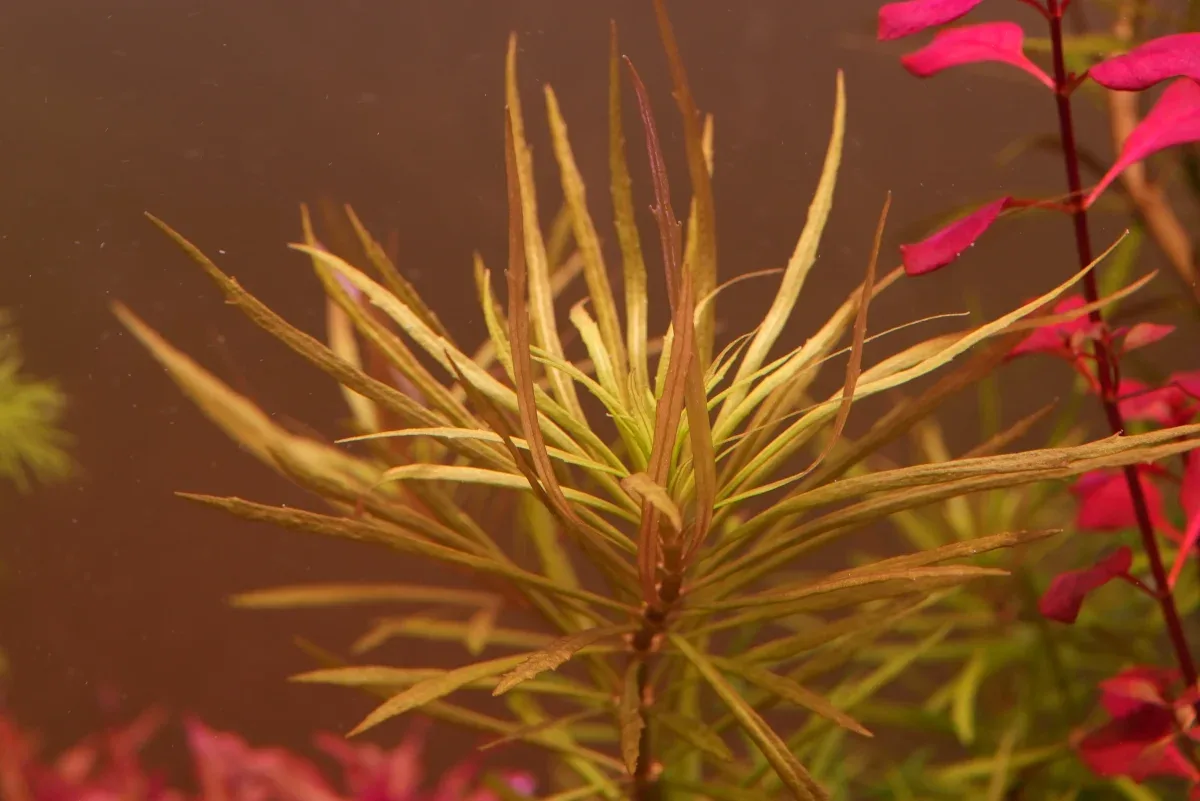 Pogostemon stellatus