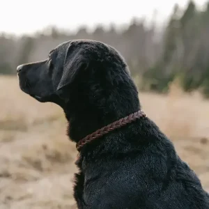 Retrieverkoppel i läder 10mm