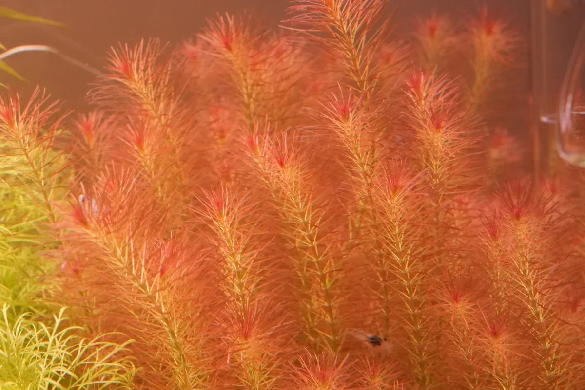 Rotala wallichii