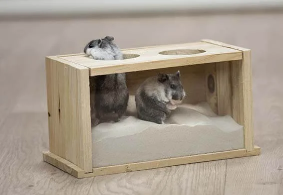 Sandbad Mus/Hamster