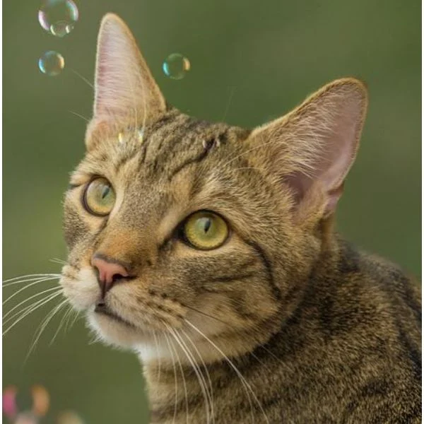 Såpbubblor för katt