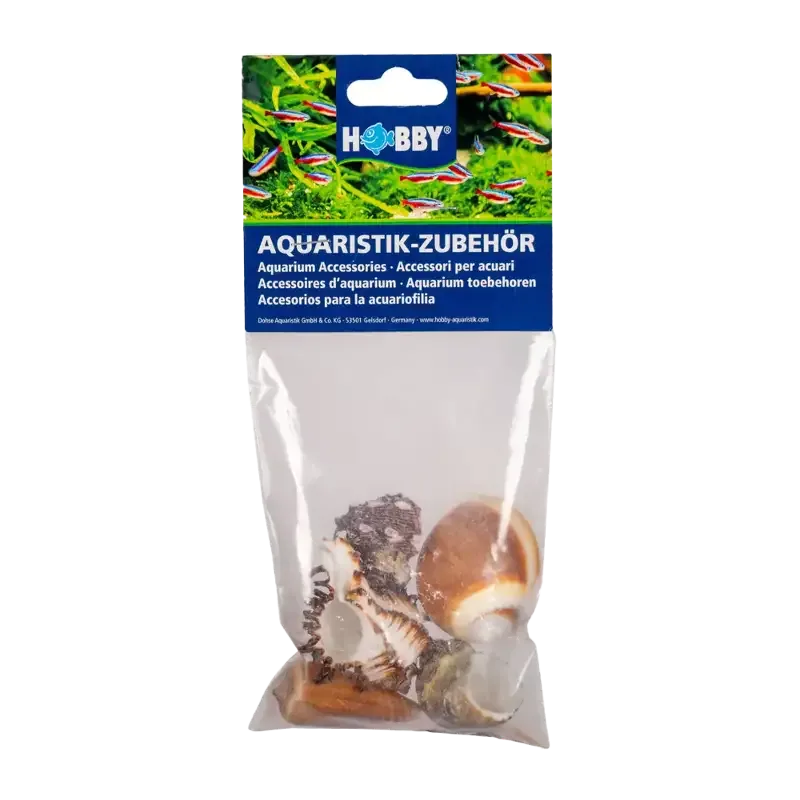 Seashell 5 st – L