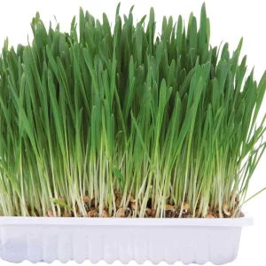 Small Animal Grass