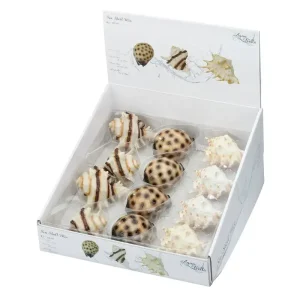 Snäckskal Sea shell mix 8,5-10CM