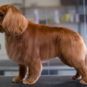 SPANIELKLIPPNING