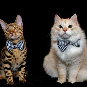 Svart/vit rosett till katt och hund
