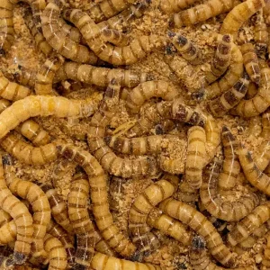 Zophobas Moria Larv 80g